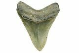 Serrated, Fossil Megalodon Tooth - North Carolina #308527-2